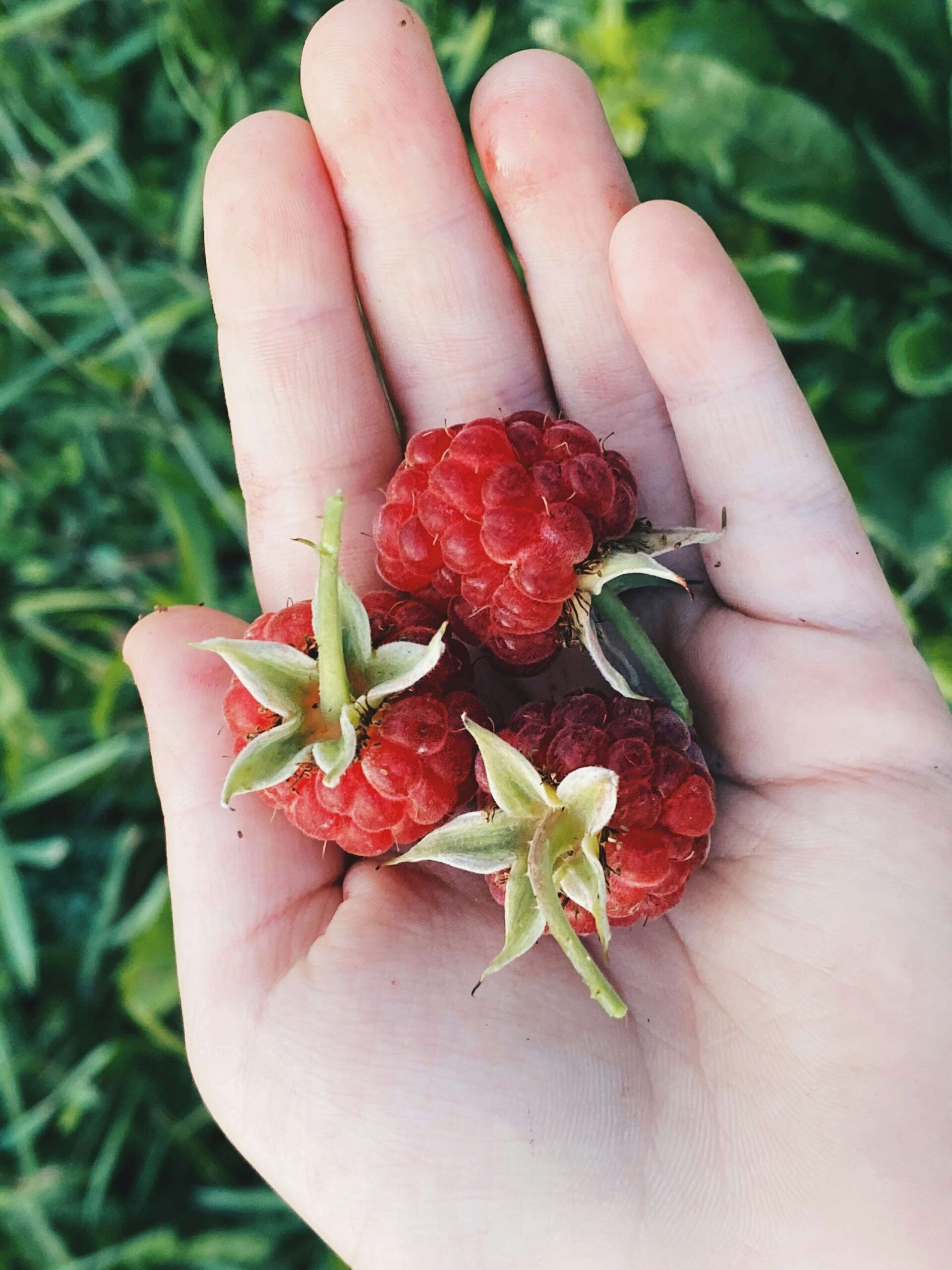 A close up of a hand holding fresh raspberries. Our nutritional counseling in Raleigh, NC can help with chronic conditions, disordered eating & more. Get started with our registered dietitians today.