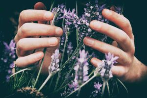 A close up of an individuals hands holding lavender. Representing how our nutrition therapy can help with eating disorders such as anorexia. Reach out today to start working with a dietitian in Asheville, NC. 